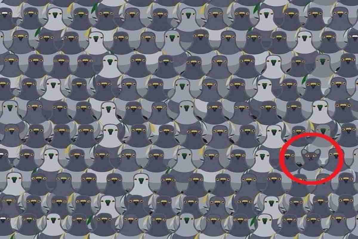 illusione ottica piccione