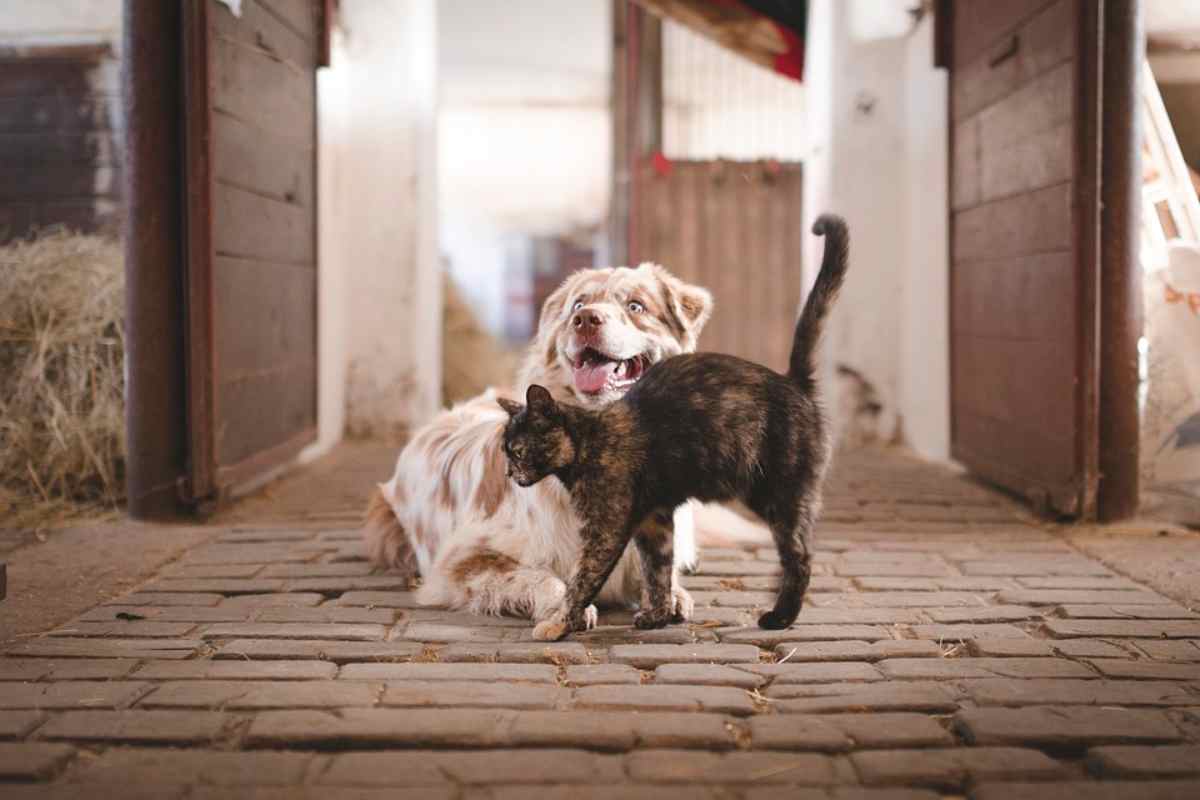 Bonus Animali Domestici come funziona