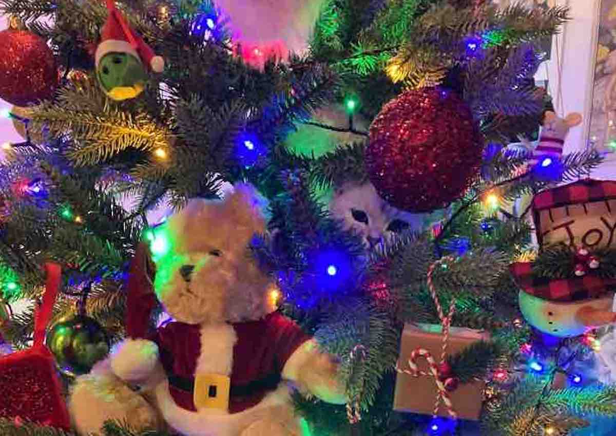 Il gatto nascosto nell'albero