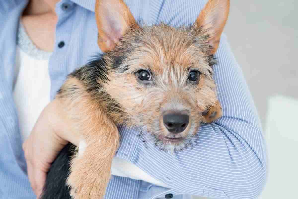 Dating online, il fascino delle foto di animali domestici