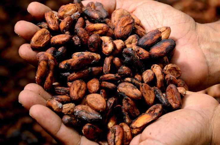 Fave di cacao, toccasana per il nostro corpo