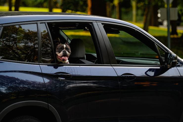 Cane che soffre l'auto: come fare