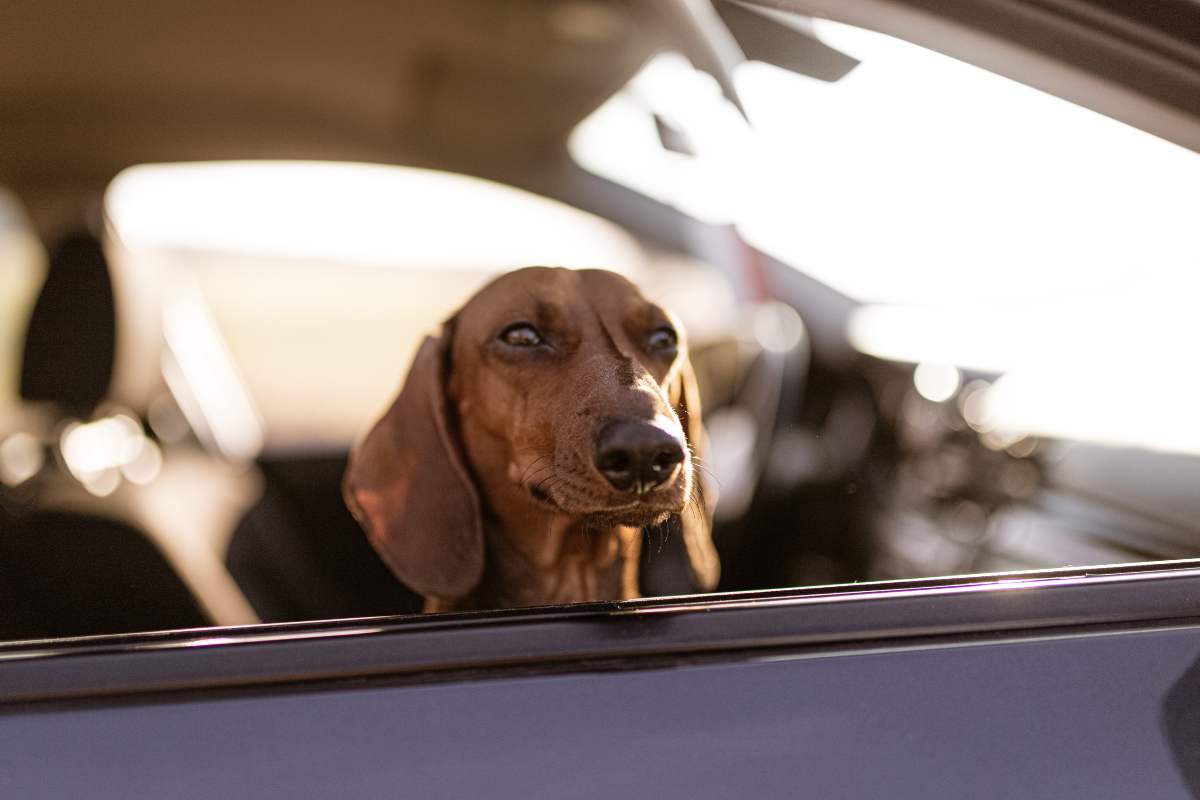 Cane che soffre l'auto: come fare