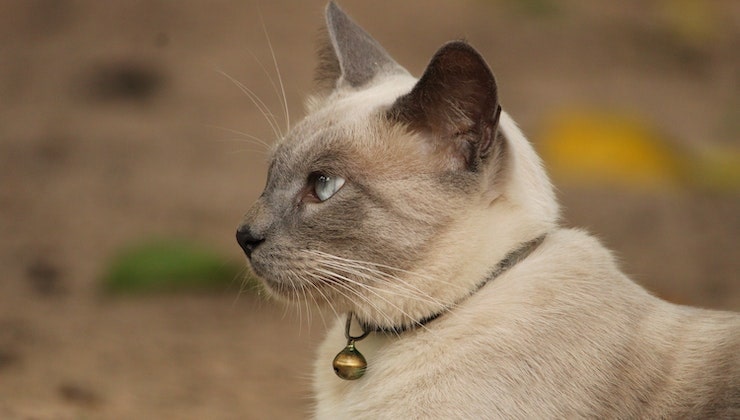 gatto collarino toglietelo