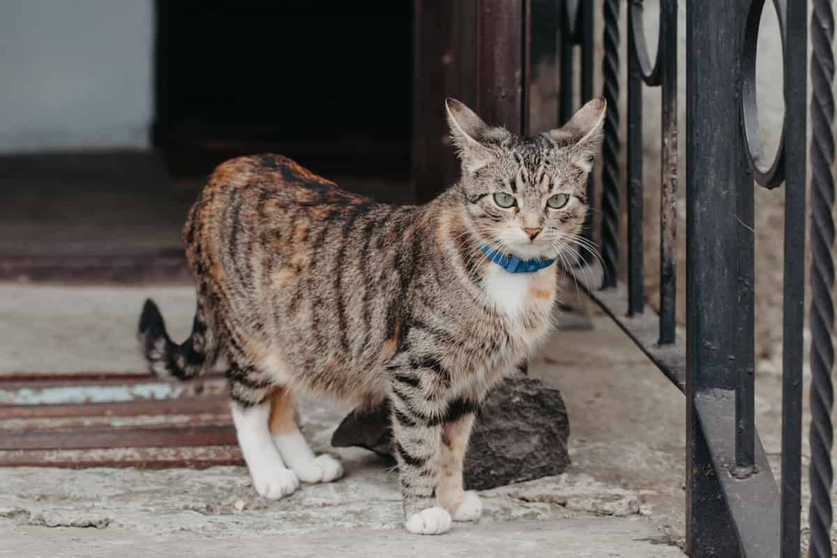 gatto collarino toglietelo