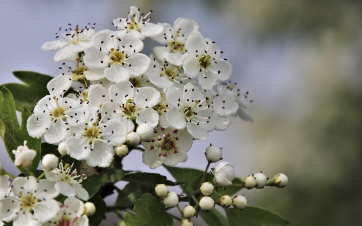 Biancospino il rimedio naturale per gli attacchi di tachicardia