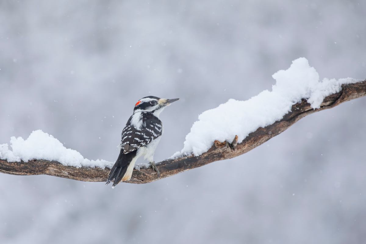 Torna la neve a bassa quota: addio primavera