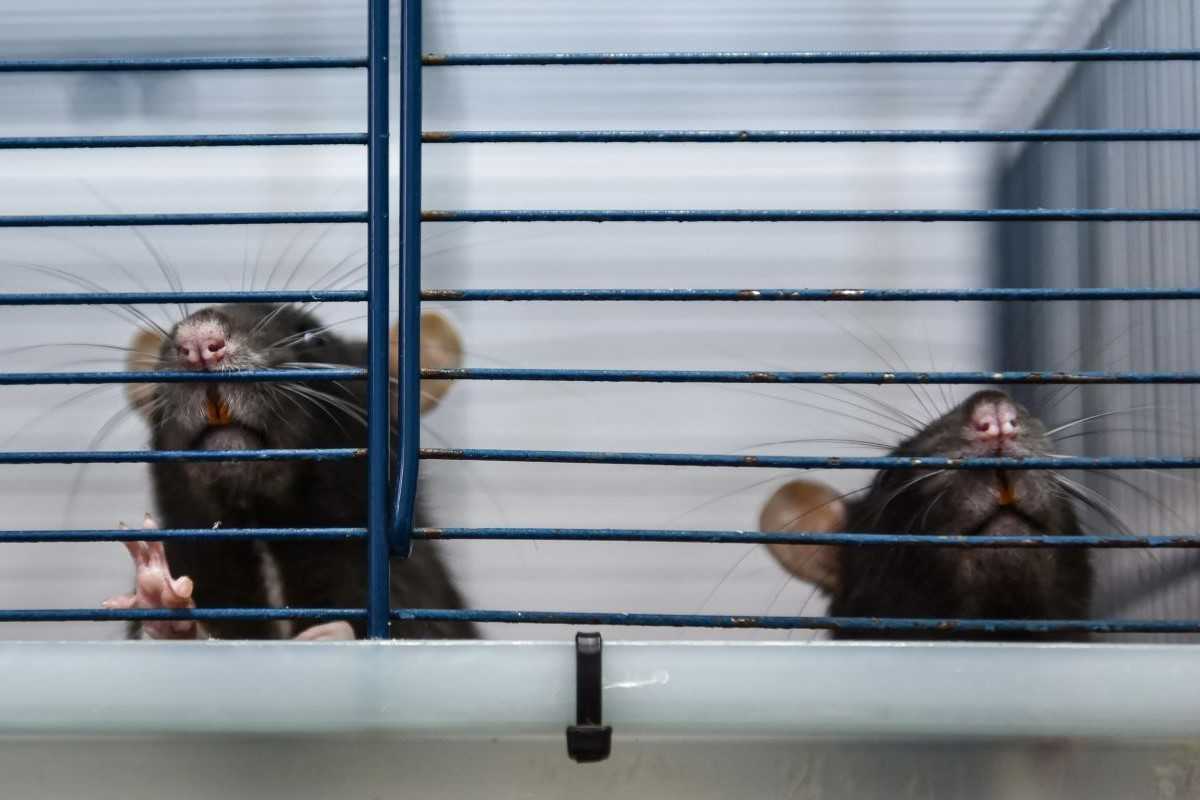 covid studio animali topi positivi pericolo contagio varianti