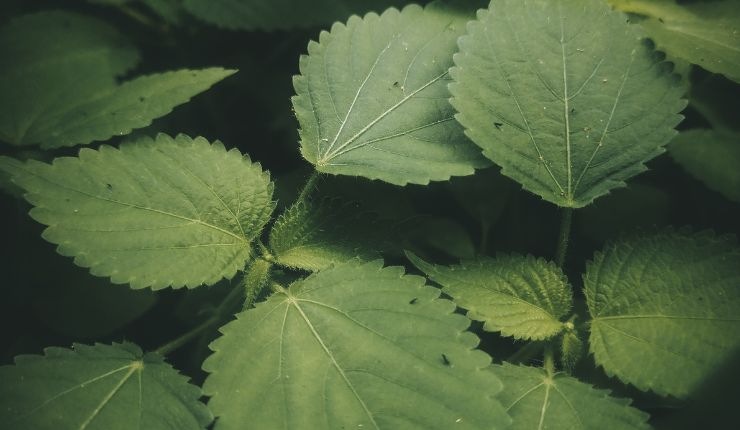 Pianta tossica per la salute dell'uomo