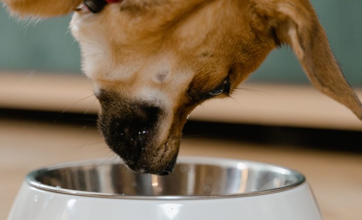 Cane, ecco quanto deve mangiare