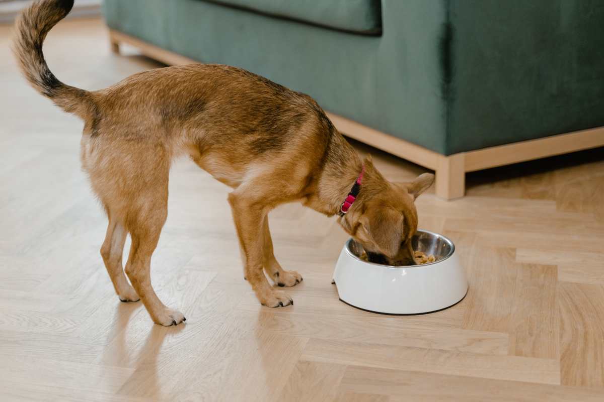 Cane, ecco quanto deve mangiare