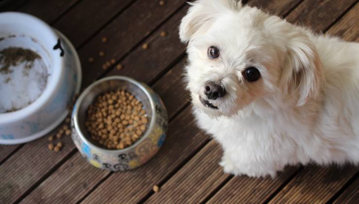 Ecco cosa c'è da sapere sulla composizione del cibo per cani