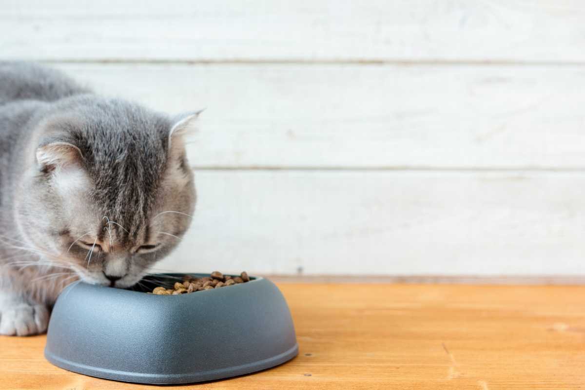 Gatto: quali sono i migliori croccantini