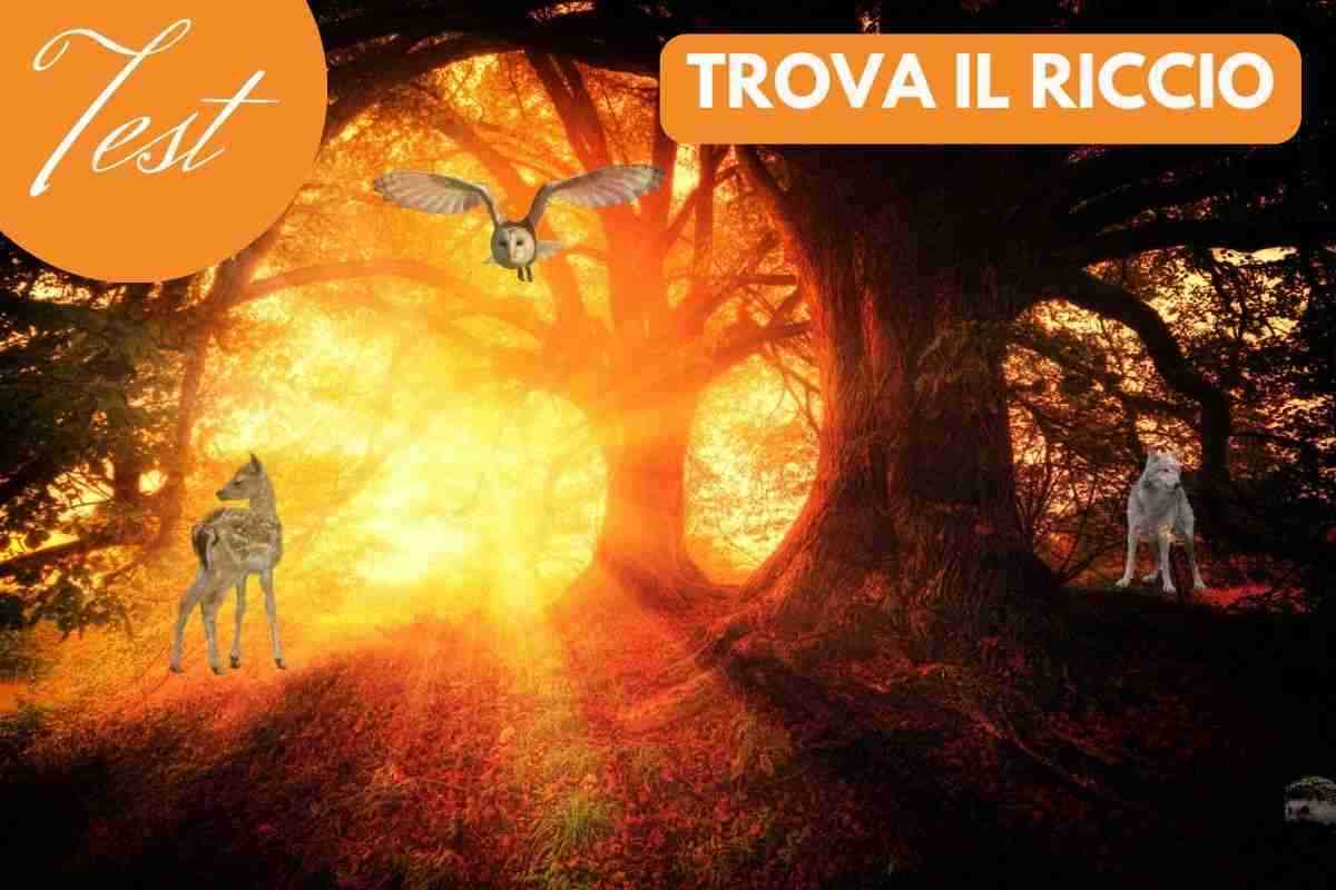 test visivo trova il riccio