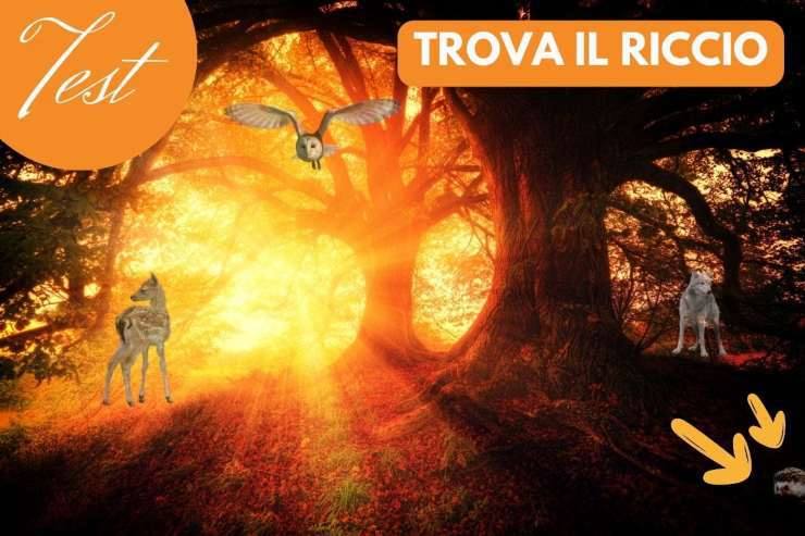 test visivo trova il riccio