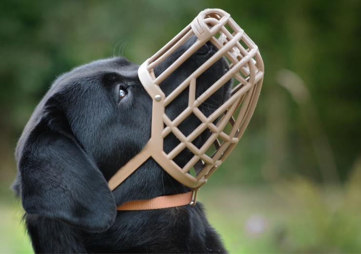 Cane passeggiata museruola 