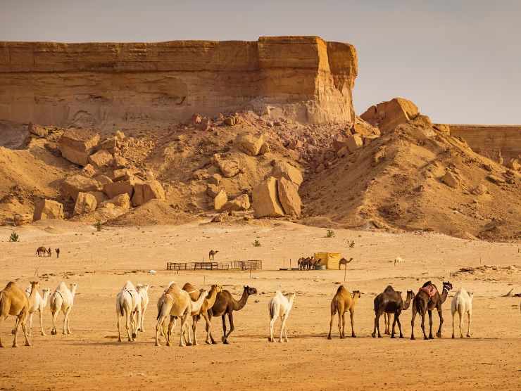 ristorante incredibile arabia saudita