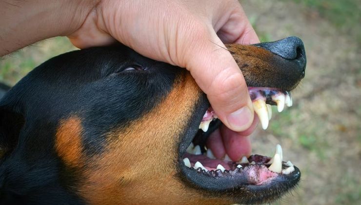 consigli cane aggressivo 