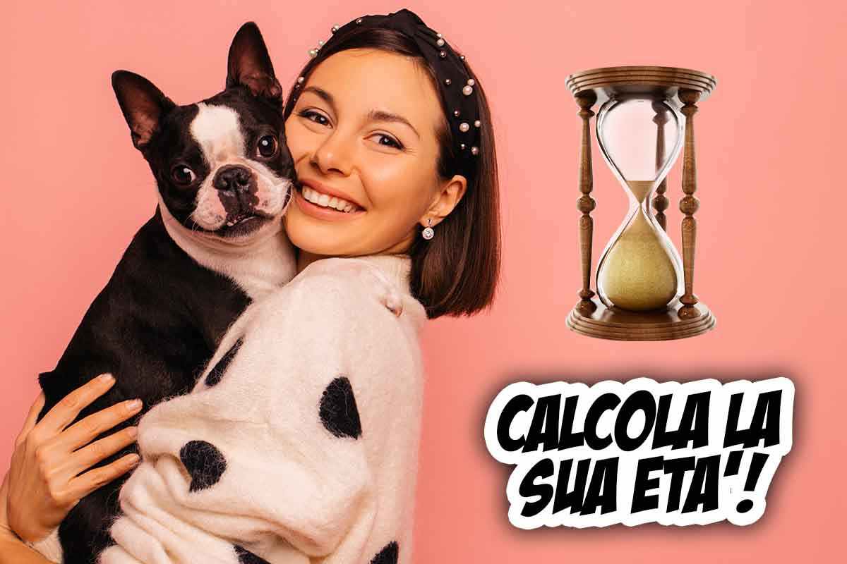 Ecco quanti anni umani ha il tuo cane: calcola l'età