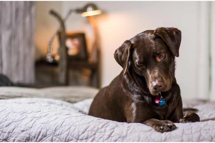 Cosa succede se fai salire il cane sul letto e dormi con lui