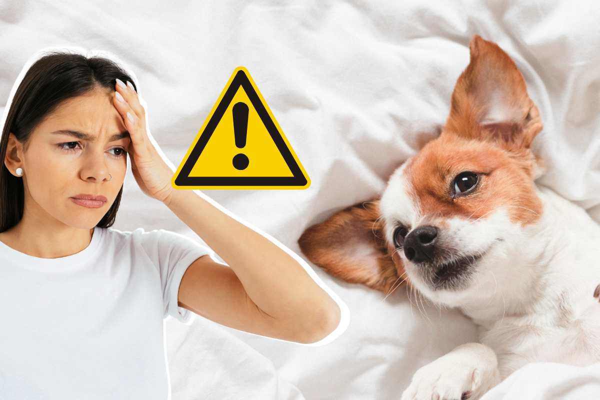 Cosa succede se fai salire il cane sul letto e dormi con lui