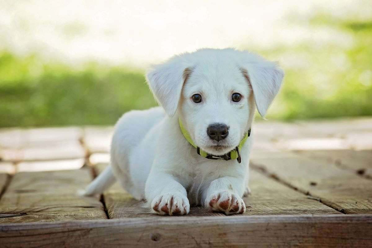 cane linguaggio