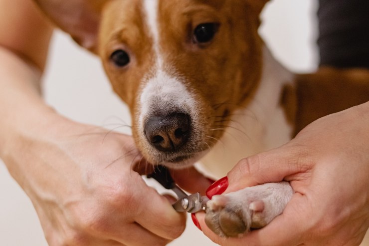 tagliare unghie del cane