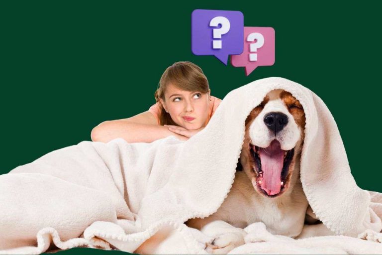 Il tuo cane sbadiglia? No, non è solo noia ecco cosa significa