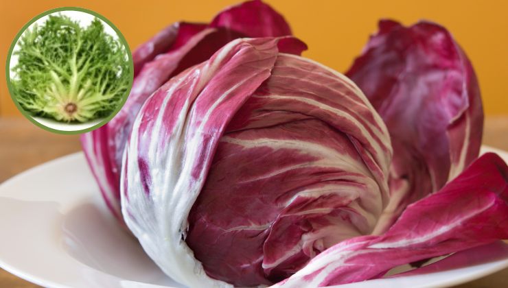 Indivia e radicchio eliminare amaro