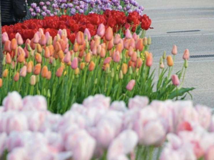 tulipani bellissimi