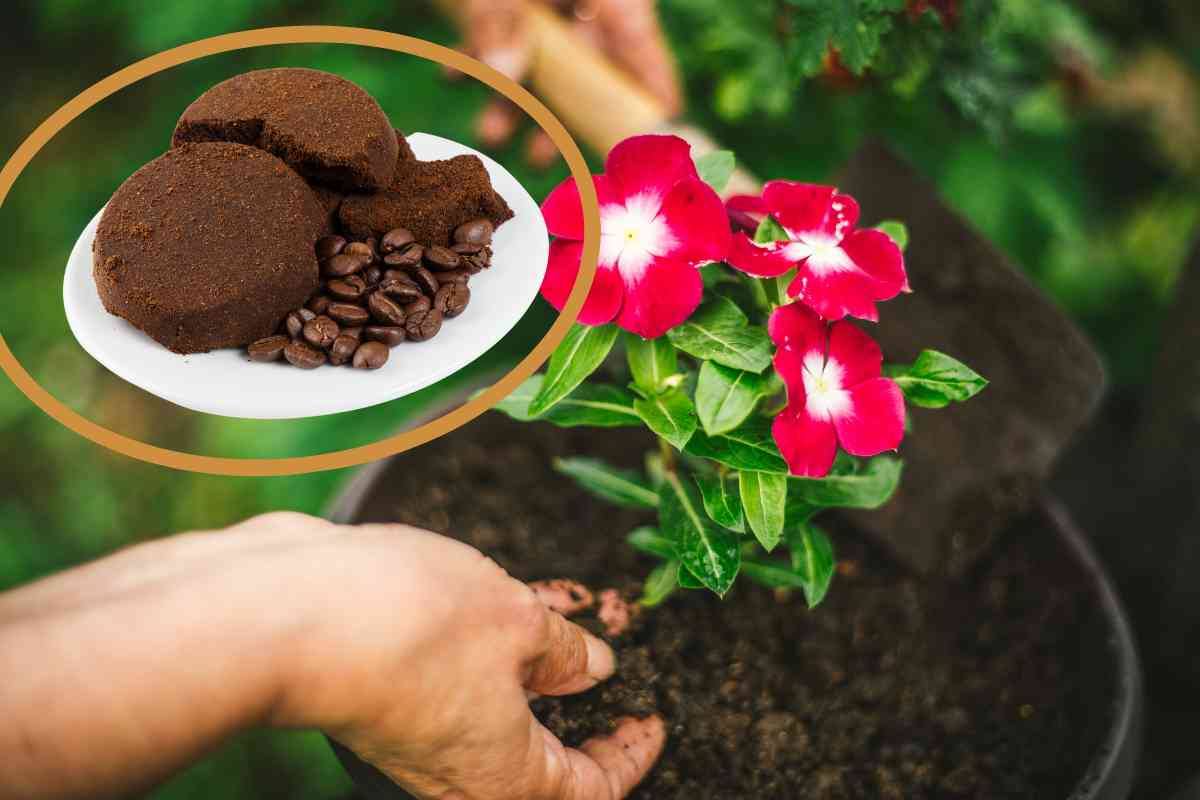 utilizzo dei fondi di caffè nel giardinaggio