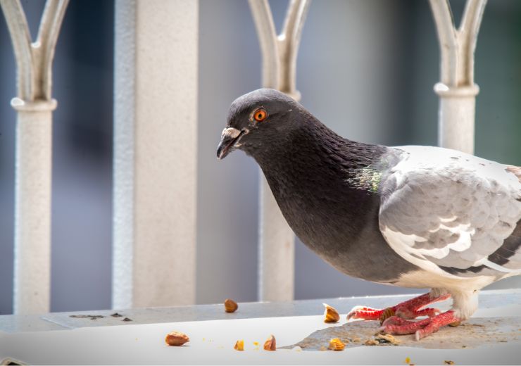 basta piccioni sul balcone