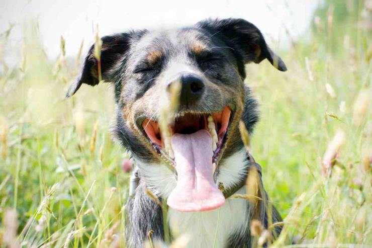 Colpo di calore nel cane - Parolibero.it