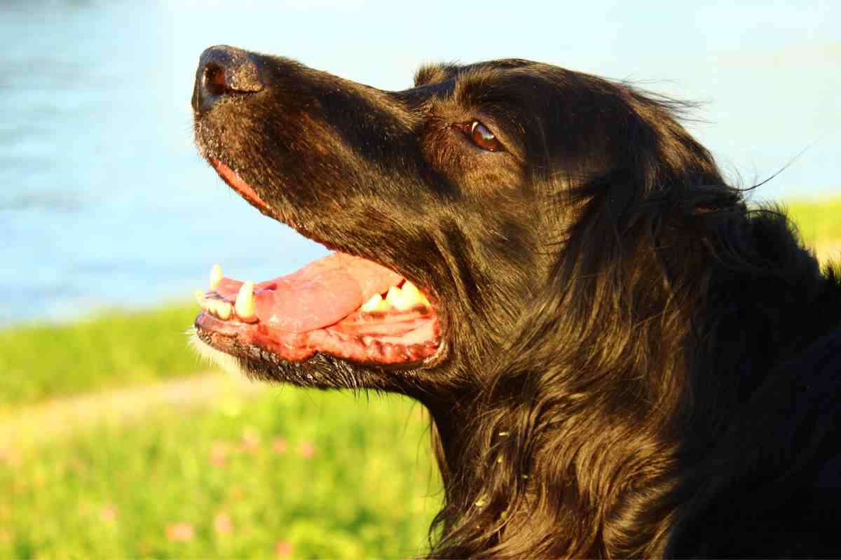 Colpo di calore nel cane - Parolibero.it