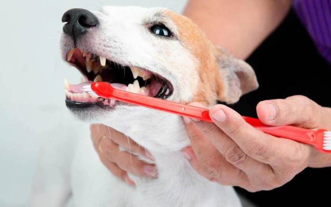 Dentifricio per cani