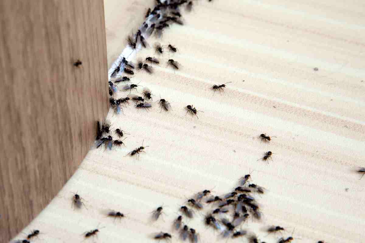Rimedi contro formiche - Parolibero.it