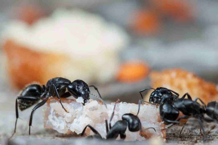 Rimedi contro formiche - Parolibero.it