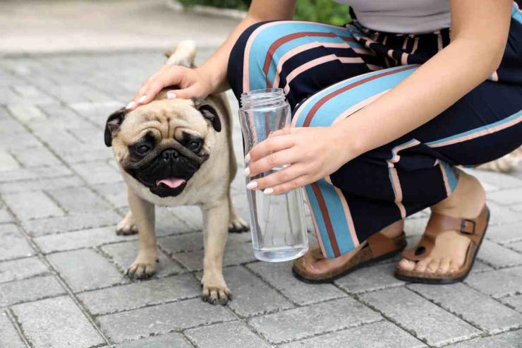 Colpo di calore nel cane - Parolibero.it