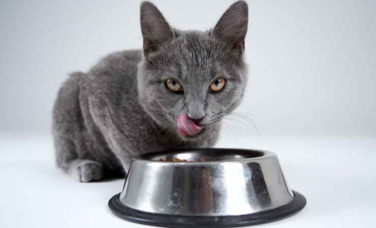 gli alimenti da non dare al gatto