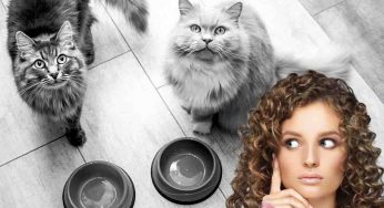 Mai al micio! Questi alimenti fanno male al gatto: toglili dalla sua portata