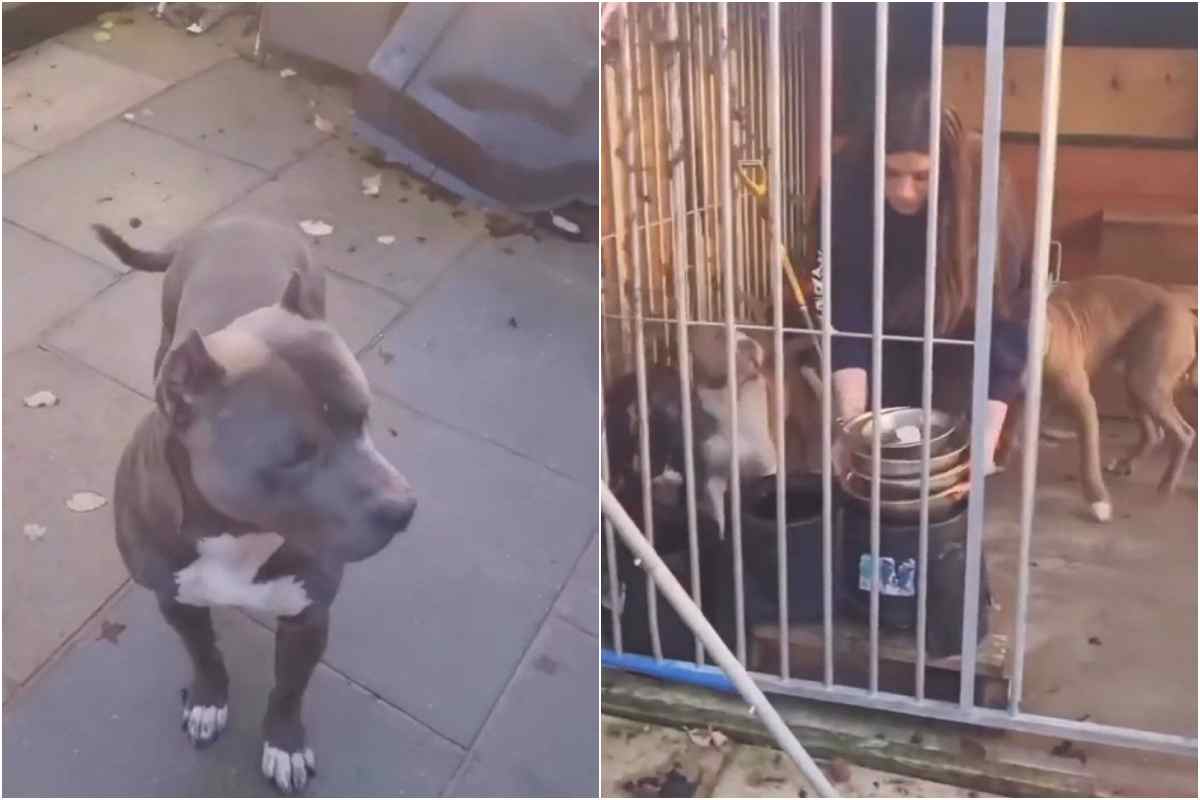 Un video mostra come 'gestire' 4 pitbull tutti insieme