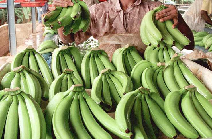 banane acerbe verdognole: come conservarle