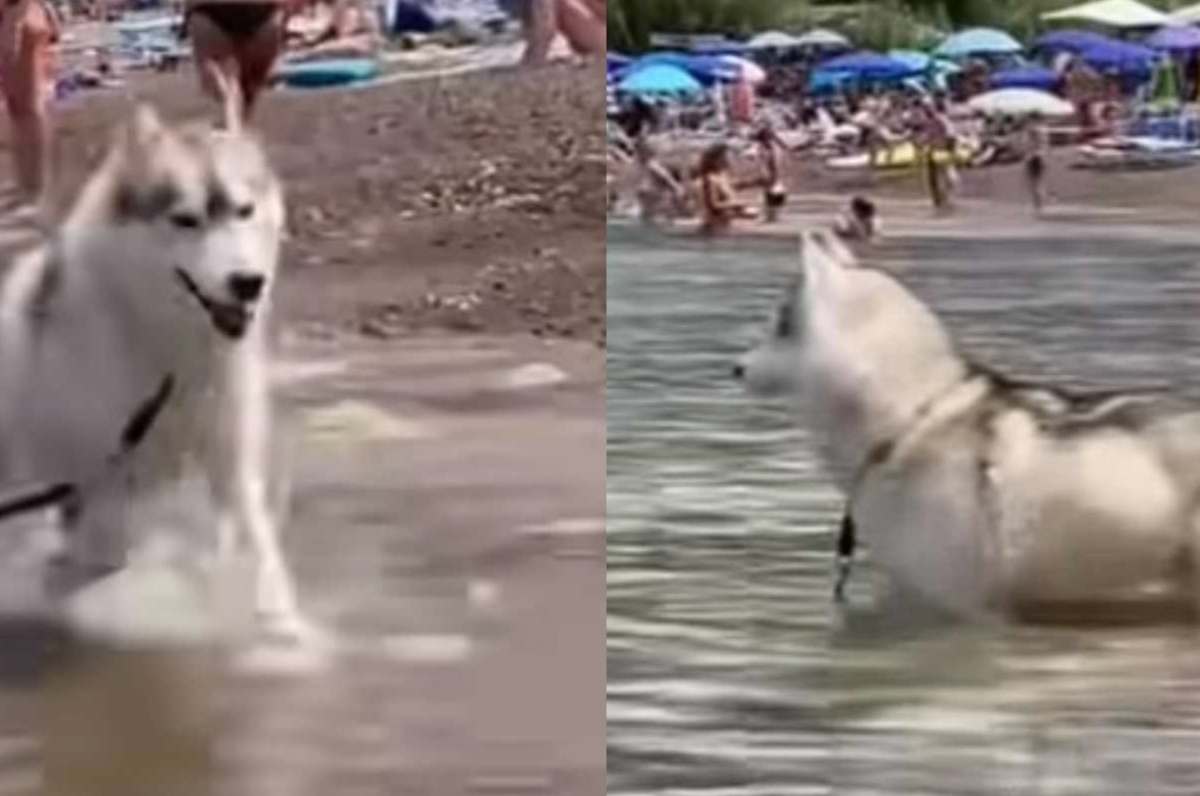 Cane prova a salvare la padrona in acqua