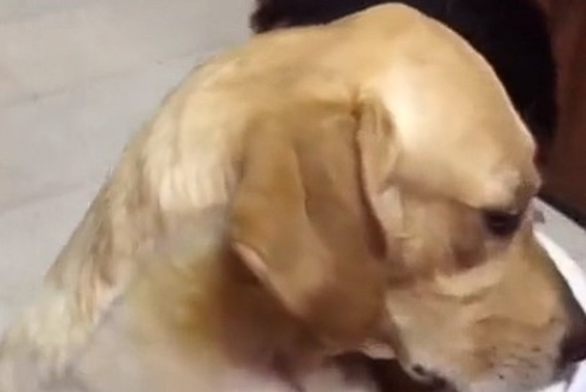 Cane abbraccia il padrone dopo essersi risvegliato
