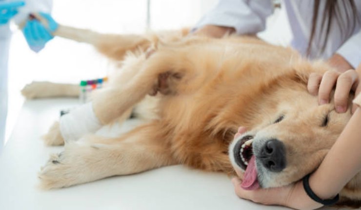 Cane abbraccia il padrone dopo essersi risvegliato