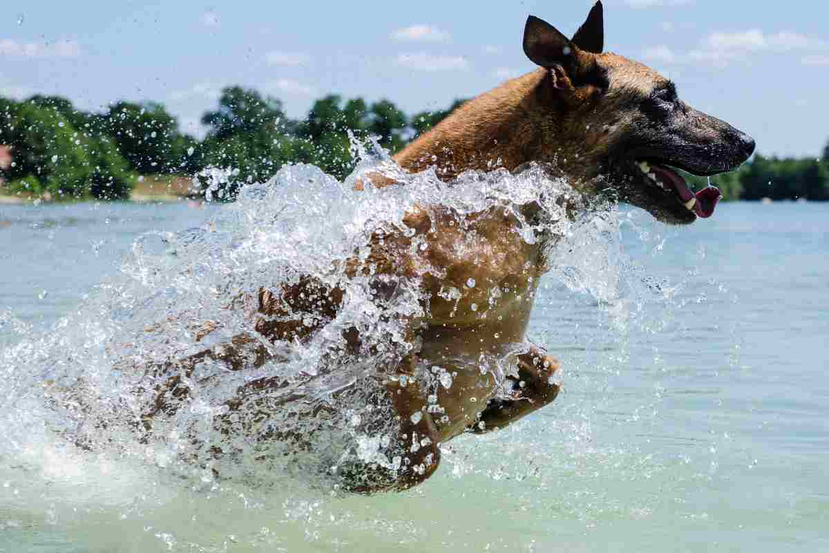 Un cane recupera un  frisbee in maniera spettacolare