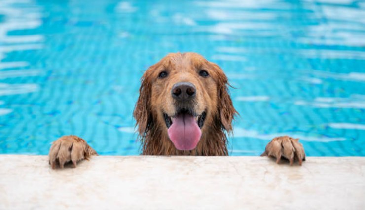 Cane prova a salvare la padrona in acqua