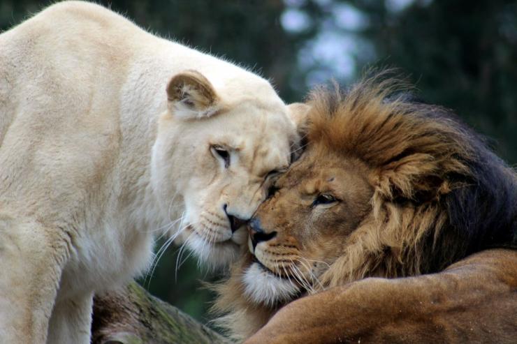 Video che dimostra coraggio di un leone