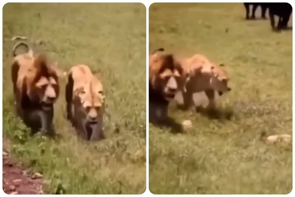 Video del leone che difende leonessa